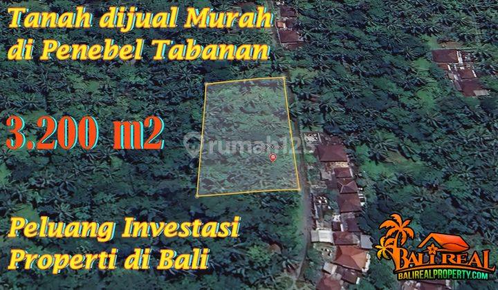 Cheap land for sale in Penebel, 32 acres with concrete road access 1