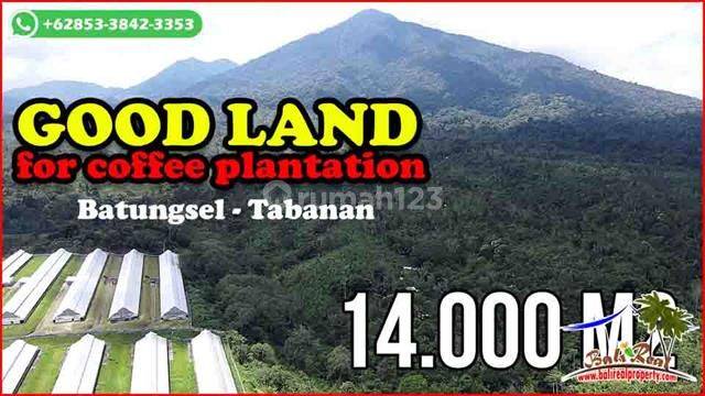 Mountain and Forest Views 14,000 M2 in Pupuan Tabanan 1