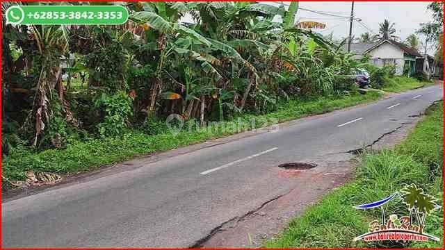 Rare, Cheap 78 Are View of Rice Fields and Mountains in Kerambitan 2