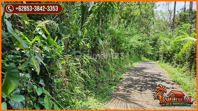 For sale cheaply in Penebel area 4,500 M2 concrete access garden land 2