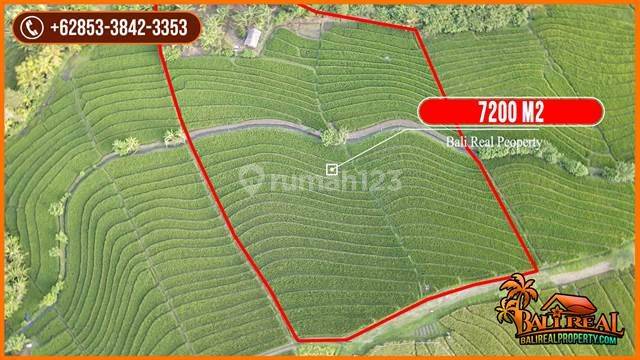 7,200 M2 Semi-square land for sale cheaply in East Selemadeg area 2