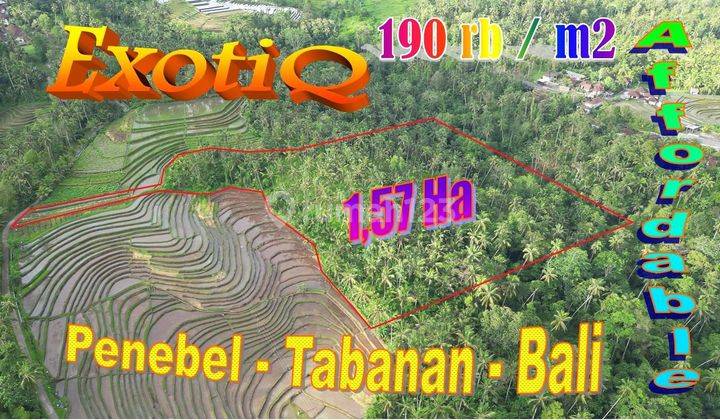 View Sawah, Sungai Dan Gunung 15,700 M2 di Penebel Tabanan 1