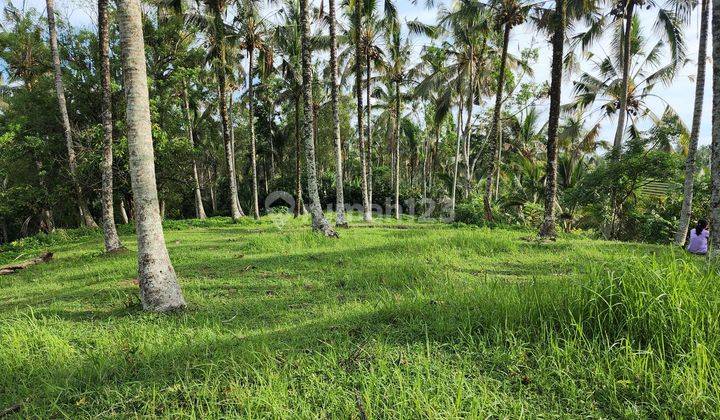 View Sawah, Sungai Dan Gunung 15,700 M2 di Penebel Tabanan 2