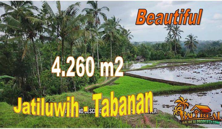 4,260 M2 Berkontur Landai Akses Jalan Subak di Penebel Tabanan 1