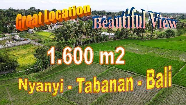 16 Are of Paddy Land in Kediri Near Nyanyi Beraban Beach 1