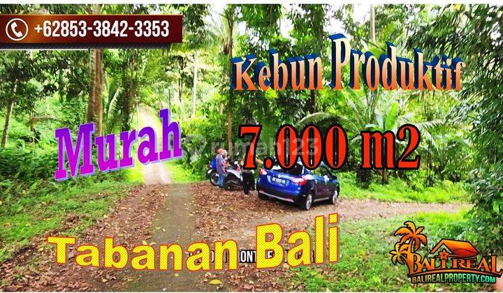 View Kebun 7,000 M2 di Selemadeg Timur Tabanan 1