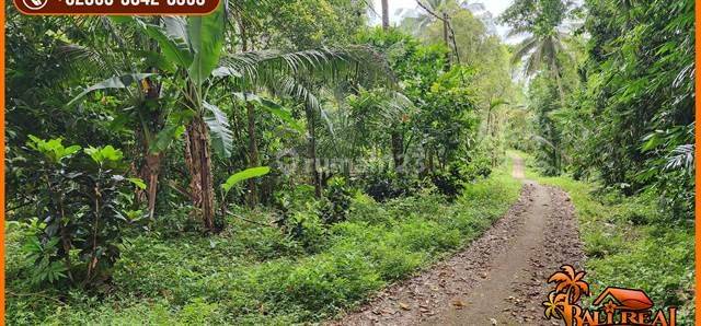 View Kebun 7,000 M2 di Selemadeg Timur Tabanan 2