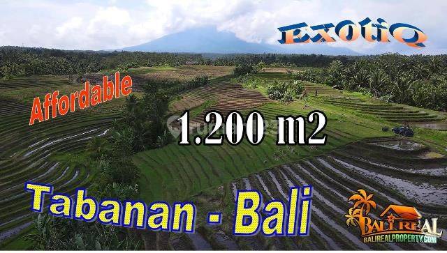 1,200 M2 Dominant Flat Rice Field Land with Concrete Road Access in Dalang 1