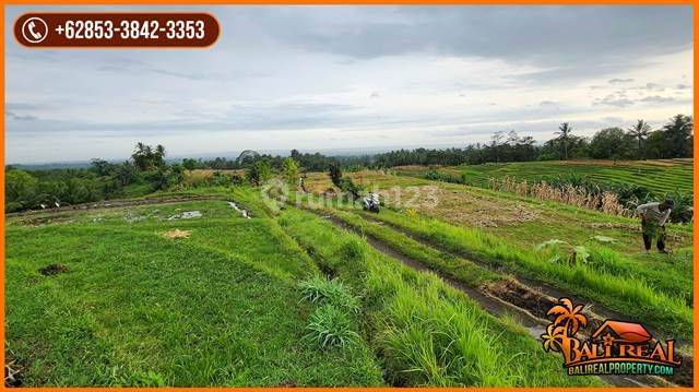 1,200 M2 Dominant Flat Rice Field Land with Concrete Road Access in Dalang 2