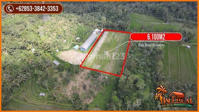 6,100 M2 Flat Contour Paddy Land Area Pupuan Tabanan 2