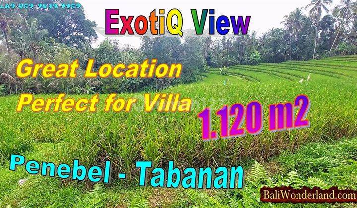 1,120 m2 Garden Land Potential for Villa in Penebel Area 1