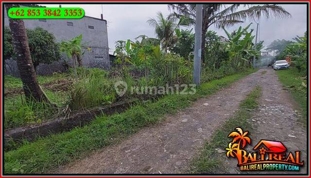 290 m2 Lahan Kering Siap Bangun di Sukawati Akses Paving 2