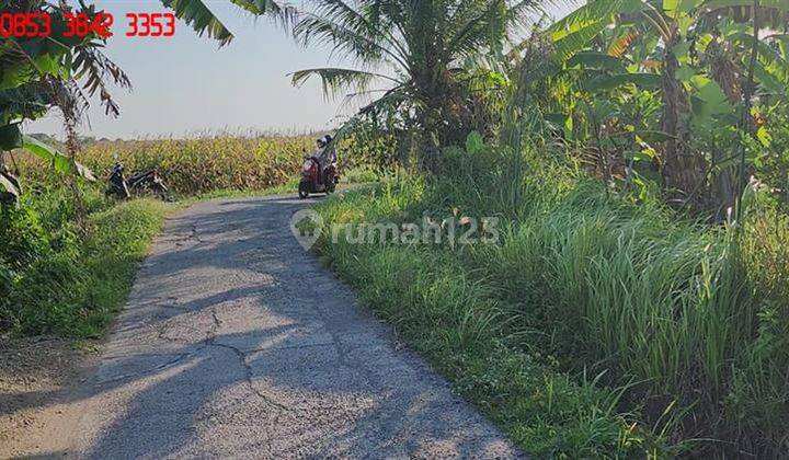 Dijual Tanah Kondisi Kebun Jagung 27 Are di Selemadeg Timur 2