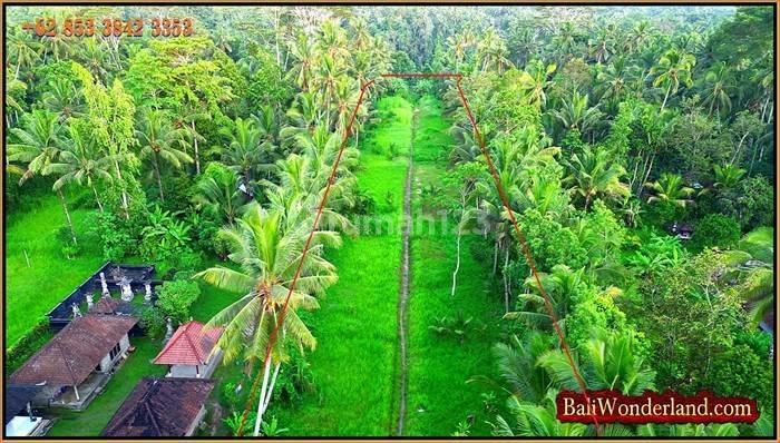 View Hutan dan Tebing Sungai 9,300 m2 di Marga Tabanan  2