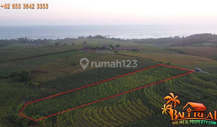 3,300 m2 Corn Farm Land near Kelecung Beach Tabanan 2