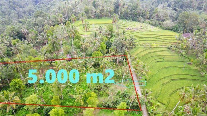 Ada Hutan, Sawah, Gunung dan Sungai 5,000 m2 di Penebel Tabanan 1