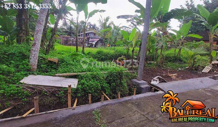 Tanah Kebun 438 m2 Siap Bangun dekat Istana Presiden Tampaksiring 2