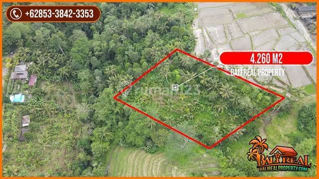 4,260 M2 With Rice Field, Jungle And Mountain View In Penebel 2