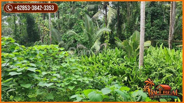 6,500 M2 With Jungle And River View In Selemadeg Timur 2