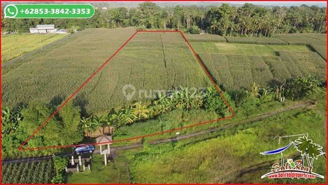 Under Market Price 9.500 Sqm In Selemadeg Timur Tabanan 2