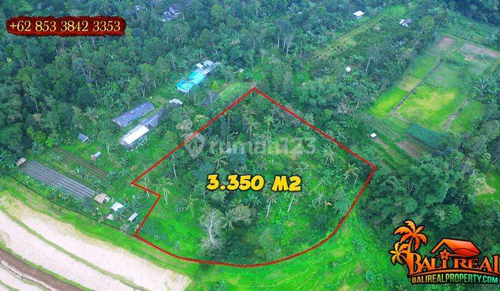 3,400 M2 With Rice Fields And Mountain View In Penebel Tabanan 2