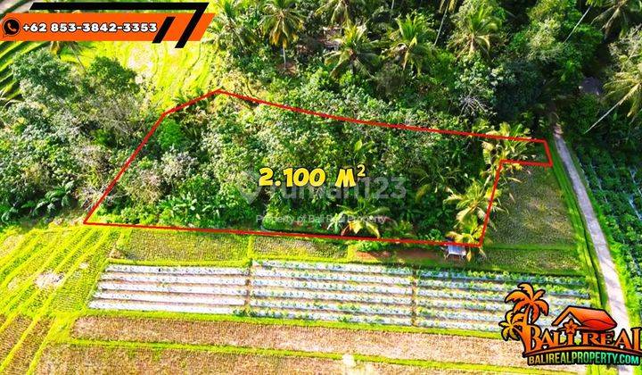 Affordable 2,100 Sqm Land For Sale In Penebel Tabanan 2