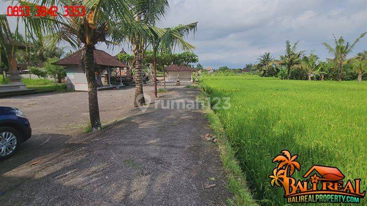 View Sawah dan Gunung 4,300 m2 di Sukawati Ubud 2