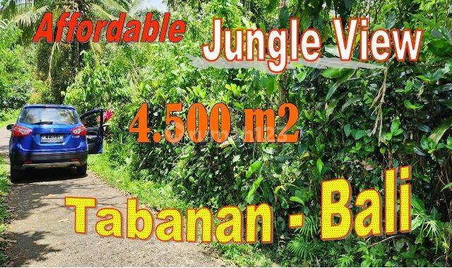 4,500 M2 With Jungle And Rice Fields View In Penebel Tabanan 1