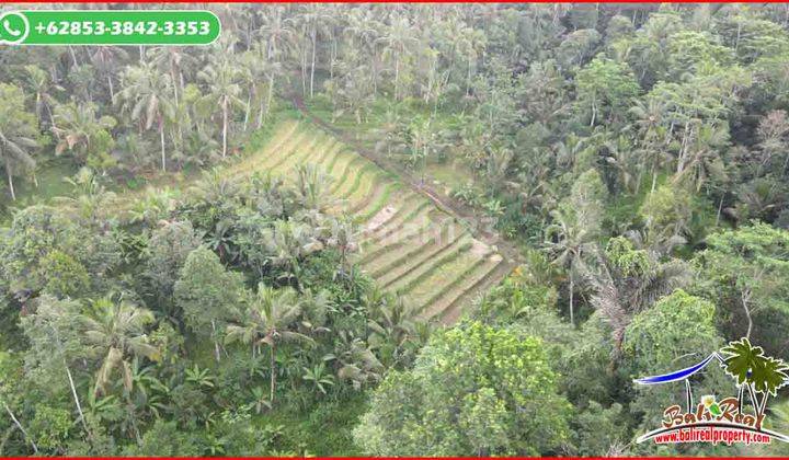 Affordable Land For Sale 4,600 Sqm In Penebel 2