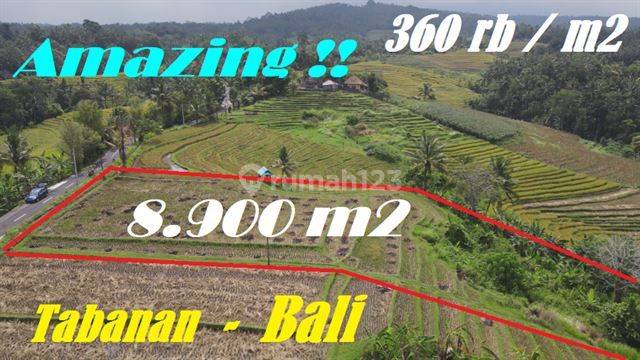 8,900 M2 Lahan Hak Milik Kawasan Selemadeg Timur 1