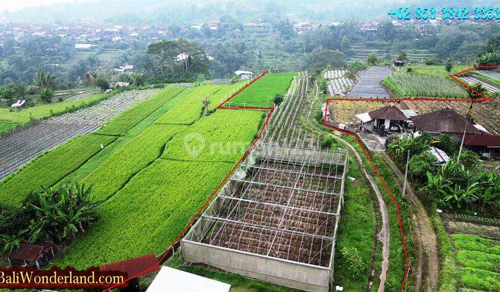 Under Market Price 69,000 Sqm In Baturiti Tabanan 2