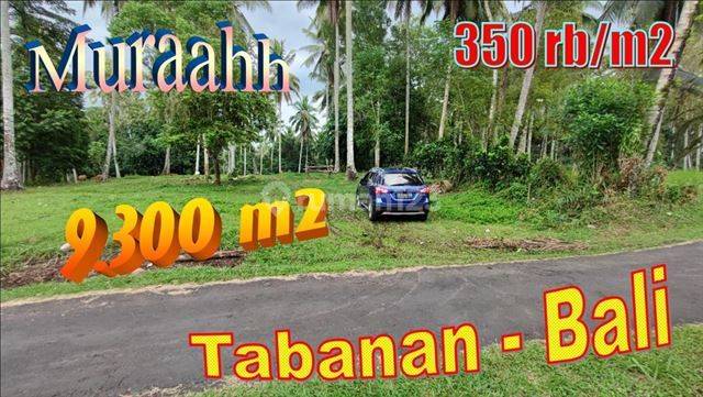 9,300 M2 Garden Land with Good Contour Concrete Road Access in Tabanan 1