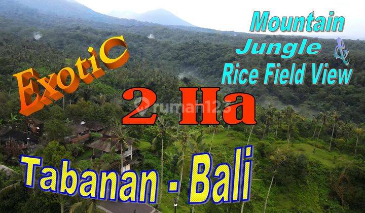 Exotic Yet Affordable Land For Sale 200 Are In Penebel Tabanan 1