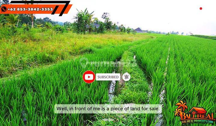 Under Market Price 700 sqm dry land was ricefields in Penebel 2