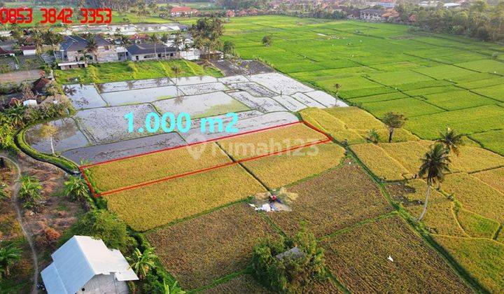 1,000 M2 With Great Location Amazing View In Sukawati Ubud 2