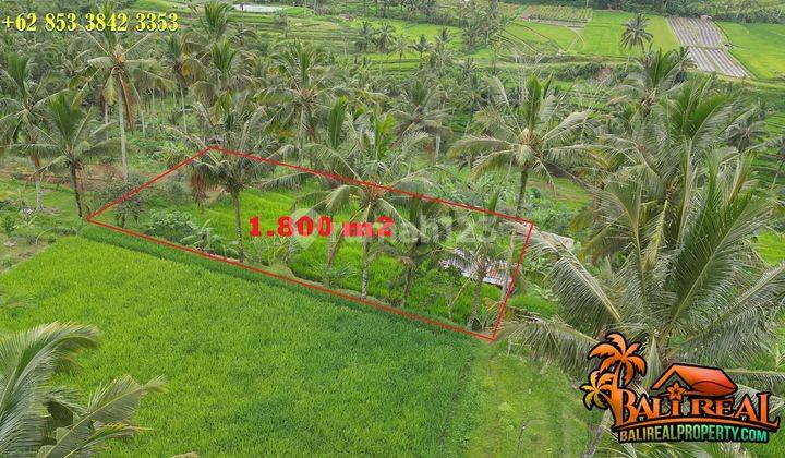 Beautiful Rice Fields And Mountain View In Baturiti Tabanan 2