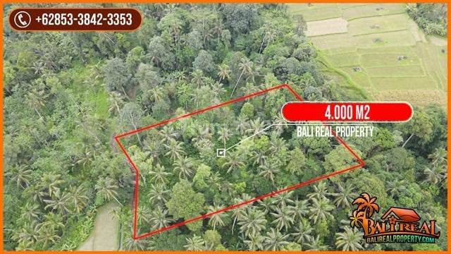 4,000 M2 With Rice Field, Jungle And Mountain View In Penebel 2