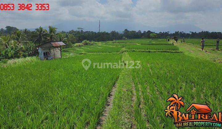 1,950 M2 With Rice Field And Mountain View In Penebel Tabanan  2