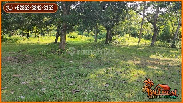 Affordable 19.550 sqm in Jembrana by Asphalted road access 2