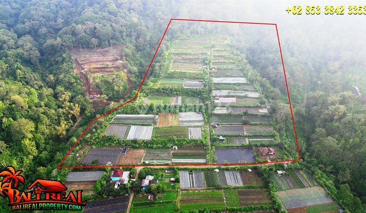 100,000 M2 With Agriculture Land And Buyan Lake View In Sukasada 2