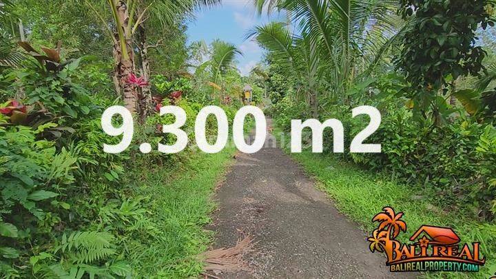 Affordable 9,300 Sqm Land For Sale In Penebel Tabanan 1