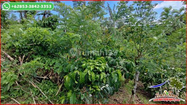 Under Market Price Land For Sale 14,000 Sqm In Pupuan Tabanan 2