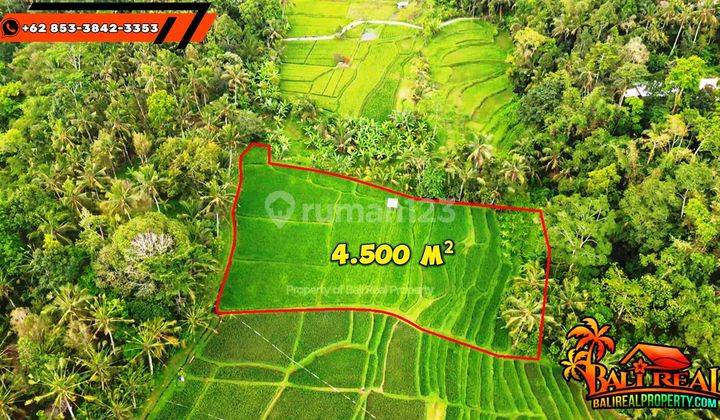 Under Market Price 4,550 Sqm Land Sale In Penebel Tabanan 2