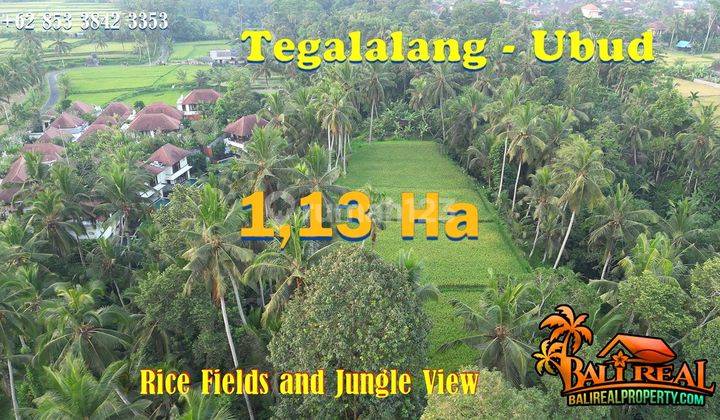 11,300 M2 With Rice Fields, Jungle And Small River In Kendran 1