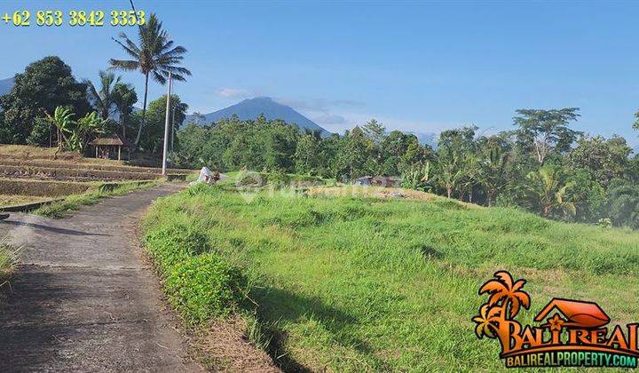 Tanah Sawah 31 Are di Penebel Akses Cukup untuk Mobil 2