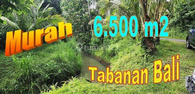 6,500 M2 With Jungle And River View In Selemadeg Timur 1