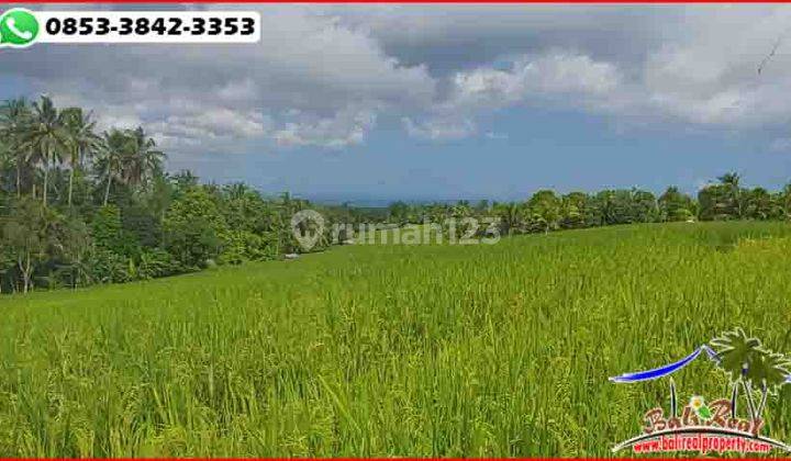 Asphalt Roadside 9,600 M2 Flat Rice Fields 2