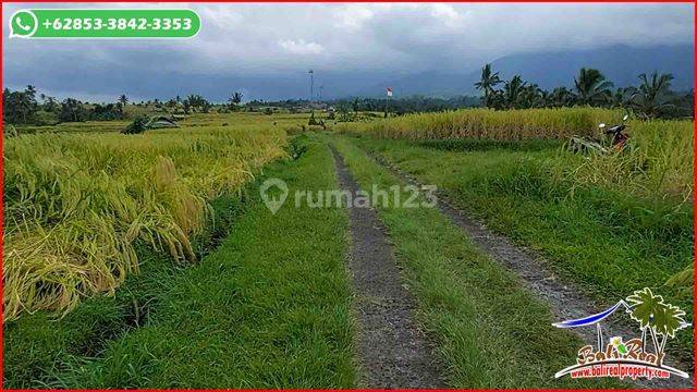 Strategis Area Penebel 32 Are View Sawah, Gunung Dan Laut 2