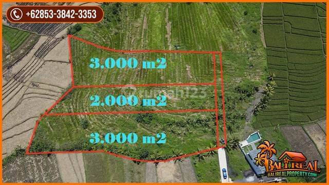 8,000 M2 With Rice Fields And Mountain View In Kediri, Tabanan 2