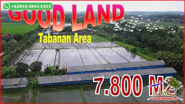 Beautiful Rice Field And Mountain View In Kerambitan Tabanan 1